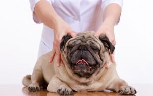 cachorro-massagem